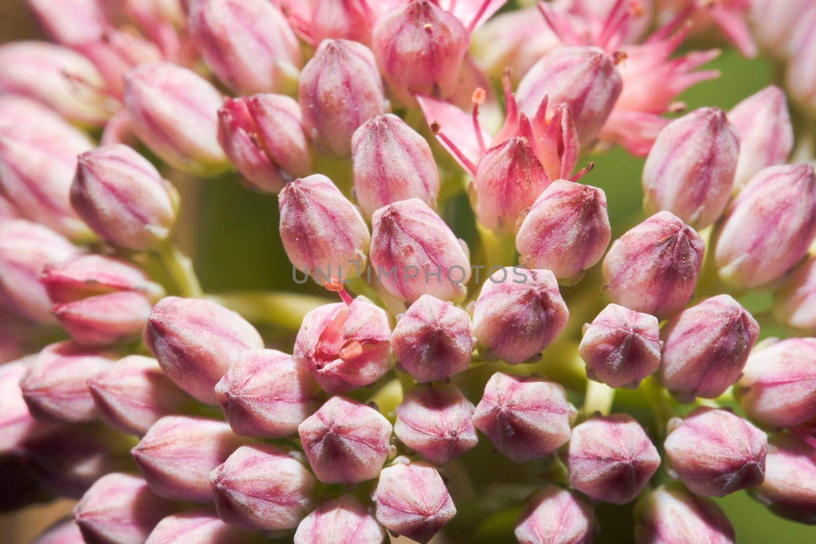 Floral background