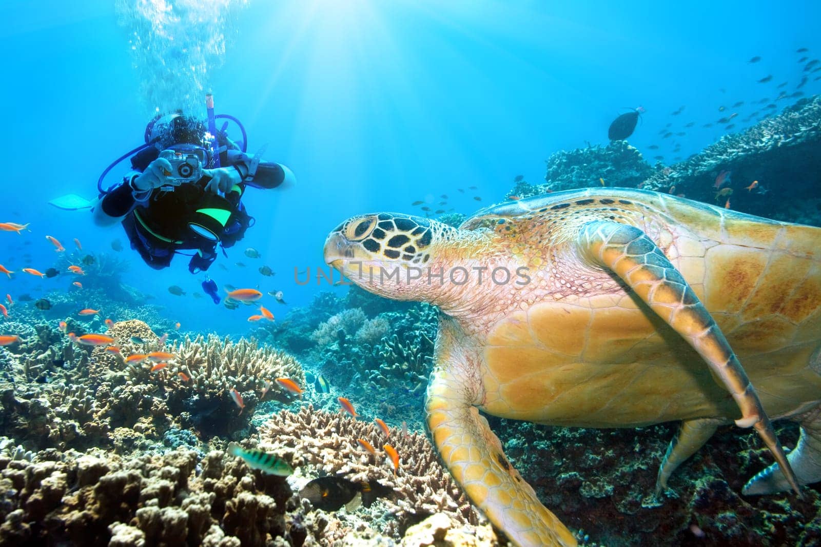 Green turtle underwater and diver. Sipadan. Celebes sea