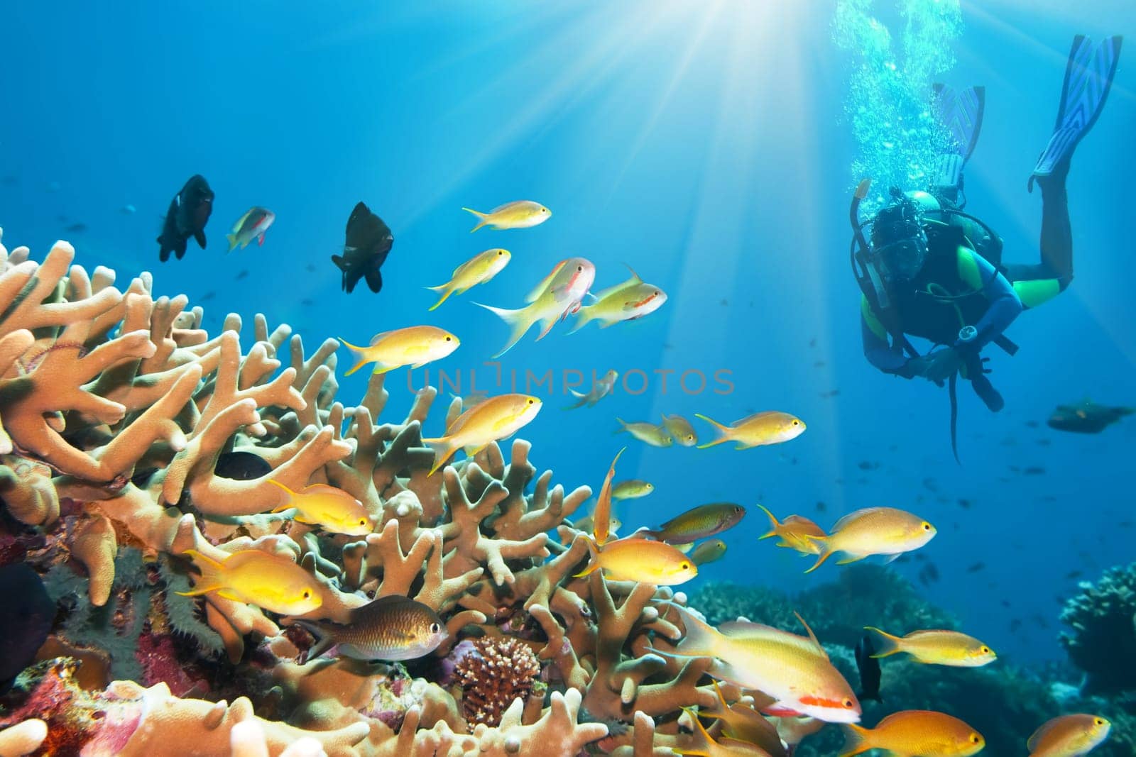Underwater landscape with small fishes and diver. Borneo