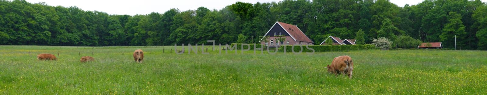 panoramic view of a meadow with some cows and calves and a farm in the background