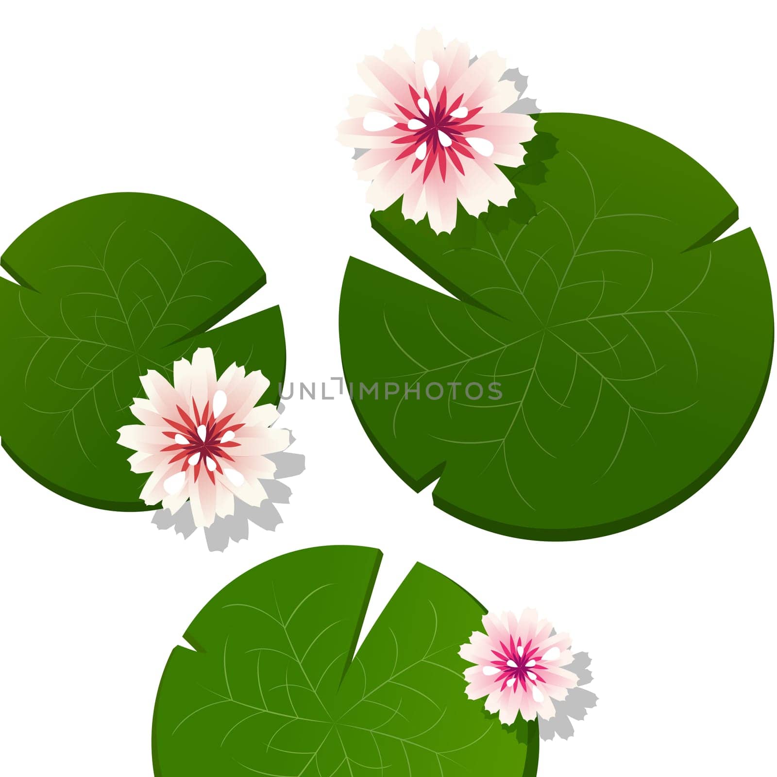 Pink lotus flower background with shadow over a white background