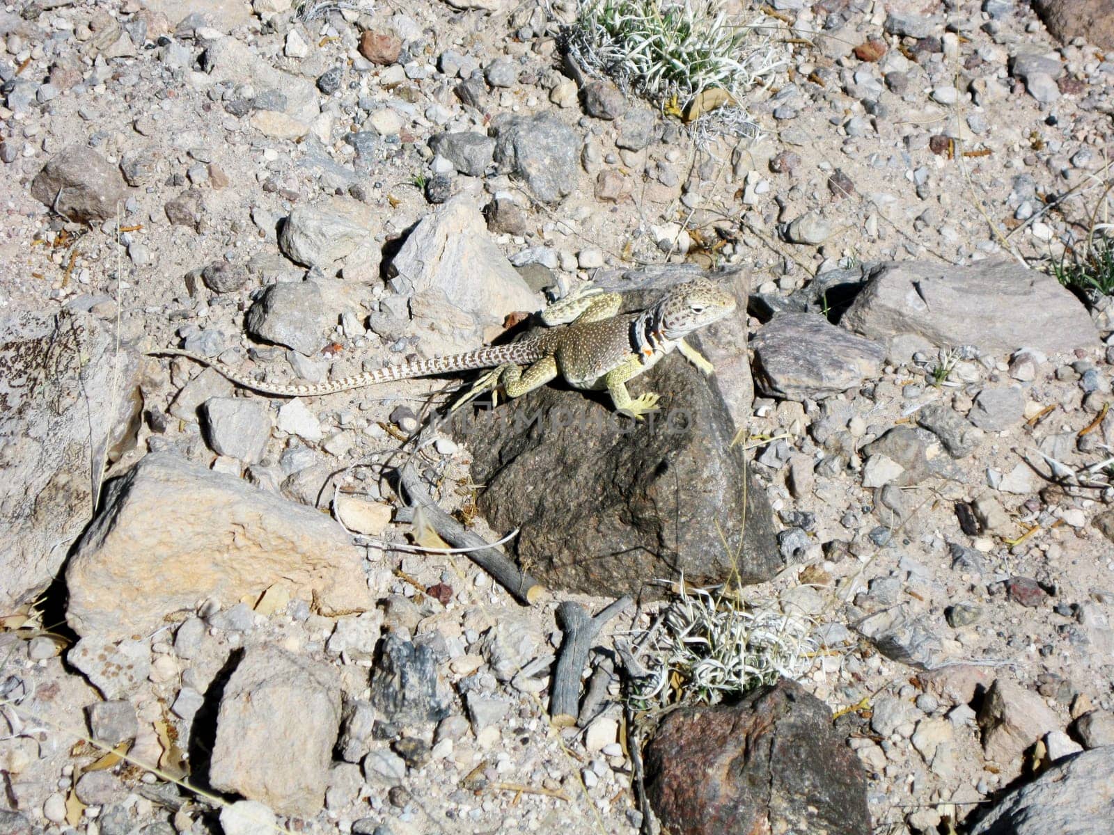 A collared iguana in the wild