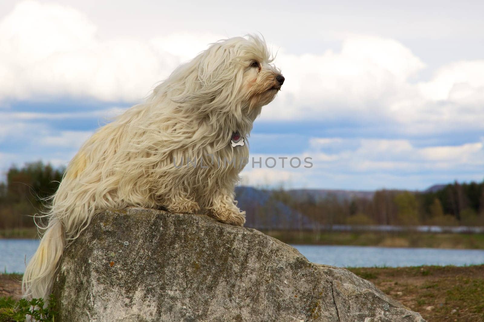 Havanese on a stone
