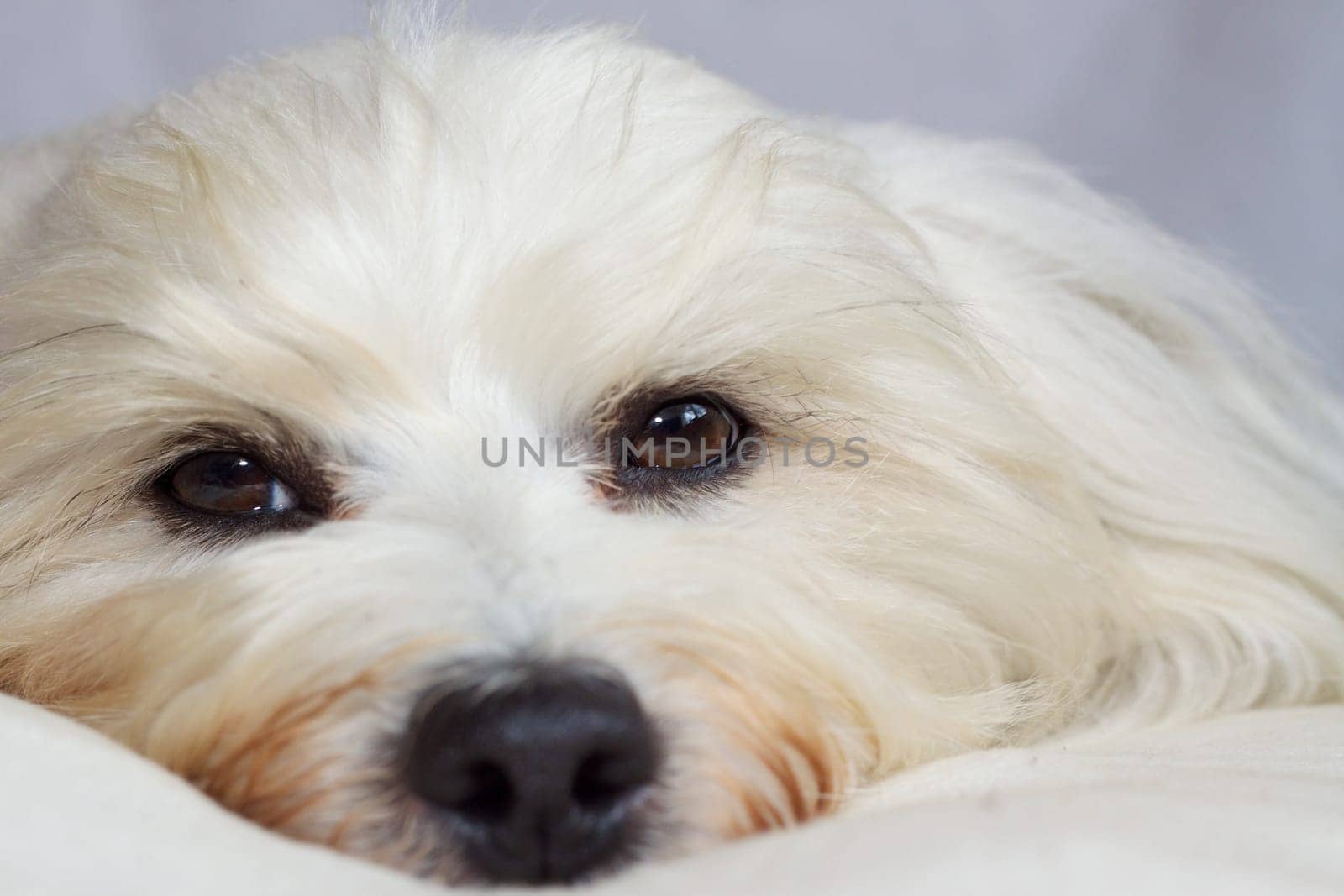 Mini Shooting with Havanese