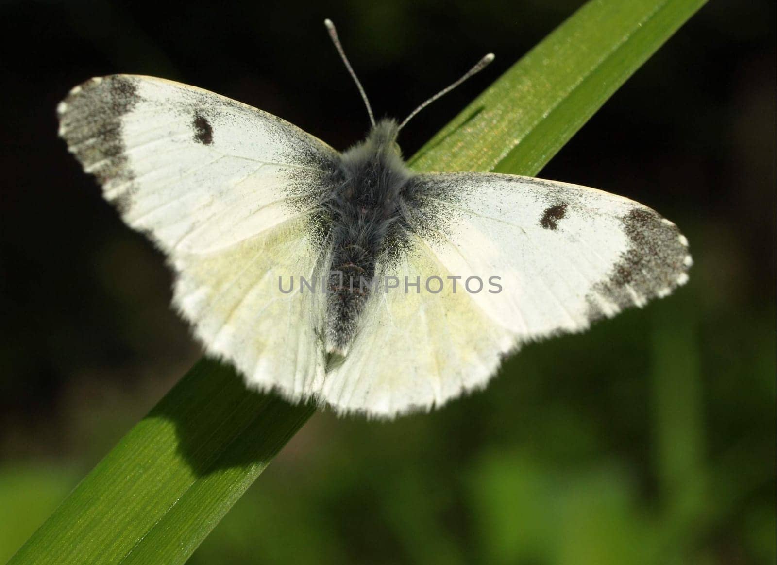Orange tip