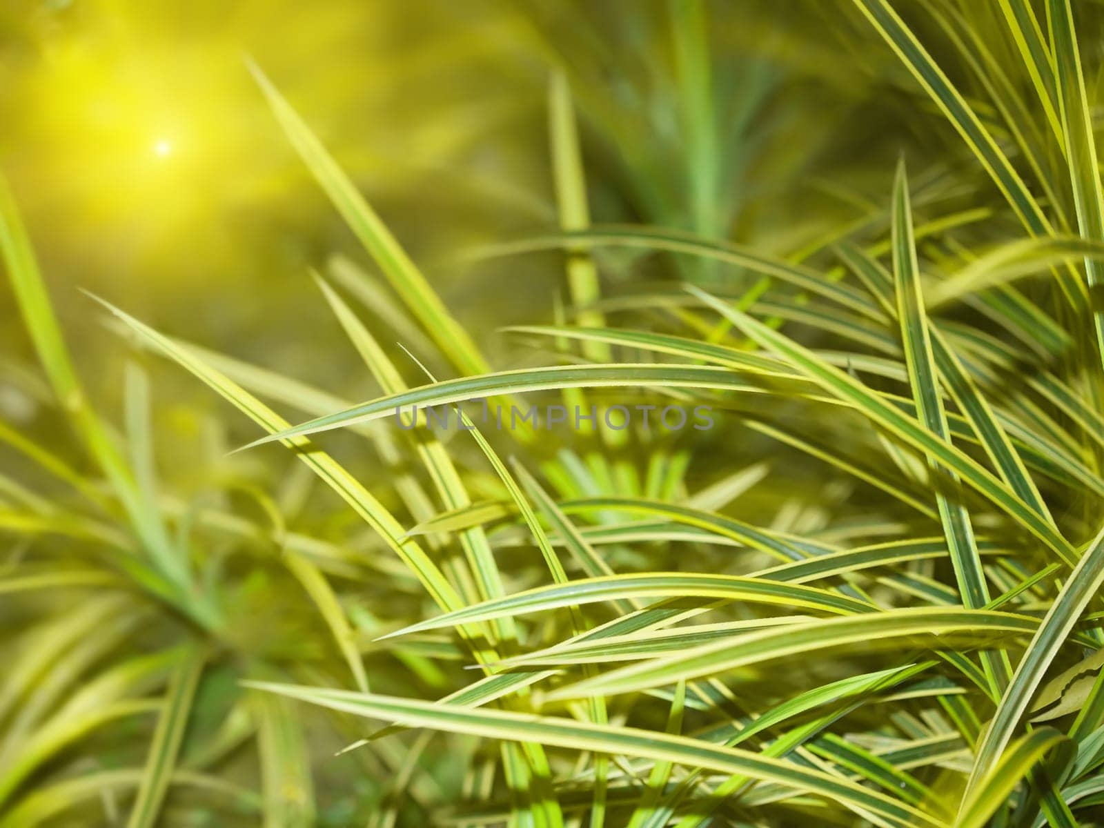 Tropical plant. Grenn sunny floral background