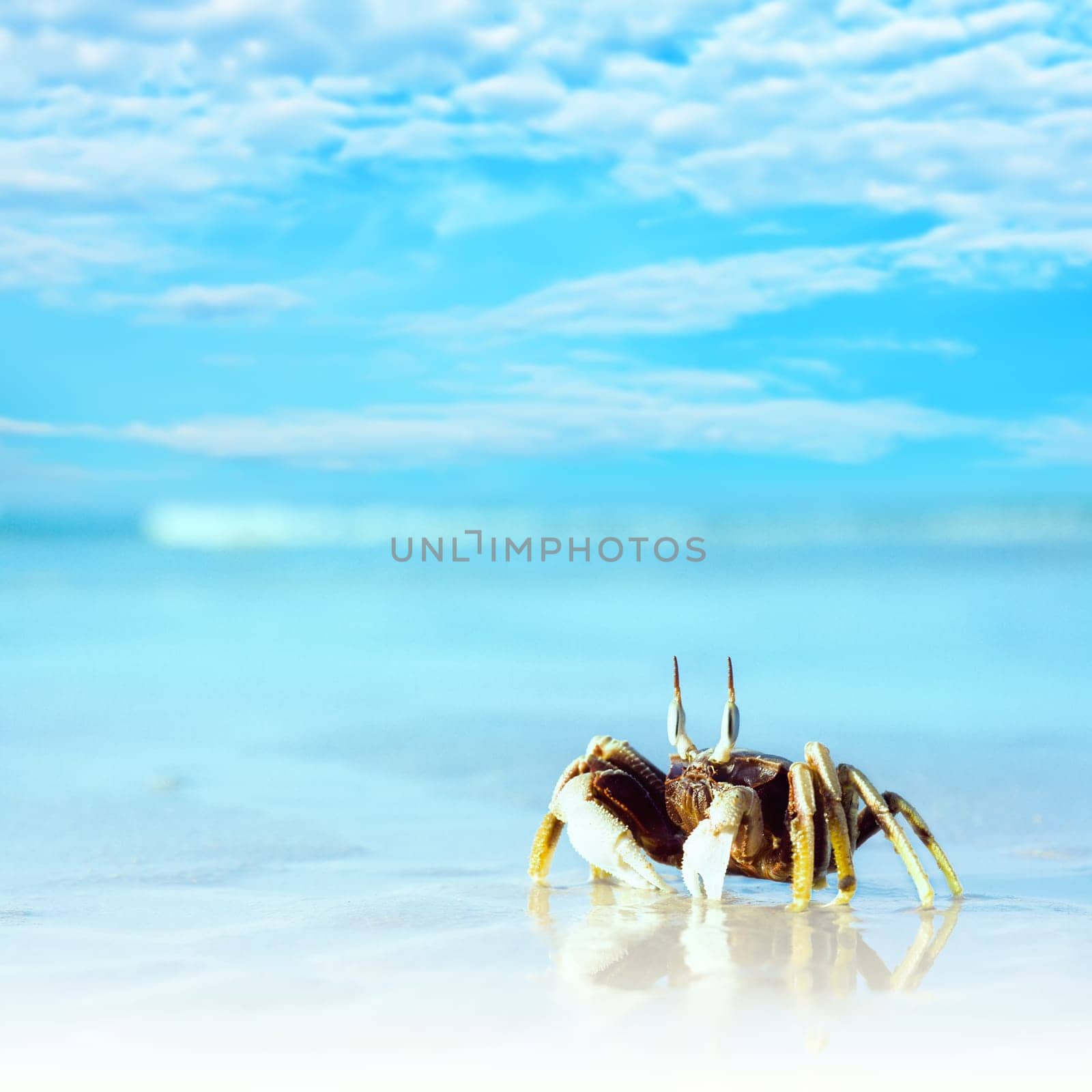 reflection of crab on the tropical beach