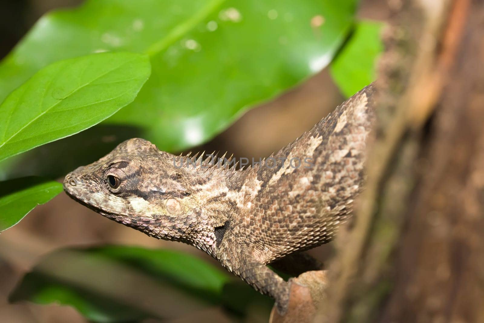 Lizard on the tree close-up