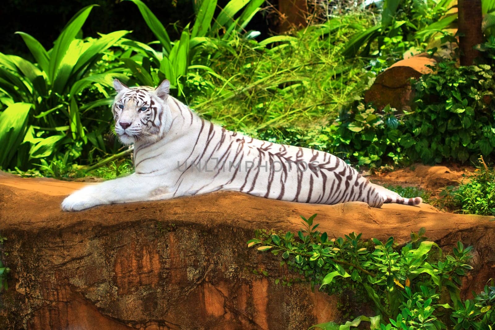 White tiger relaxing outdoor at day time