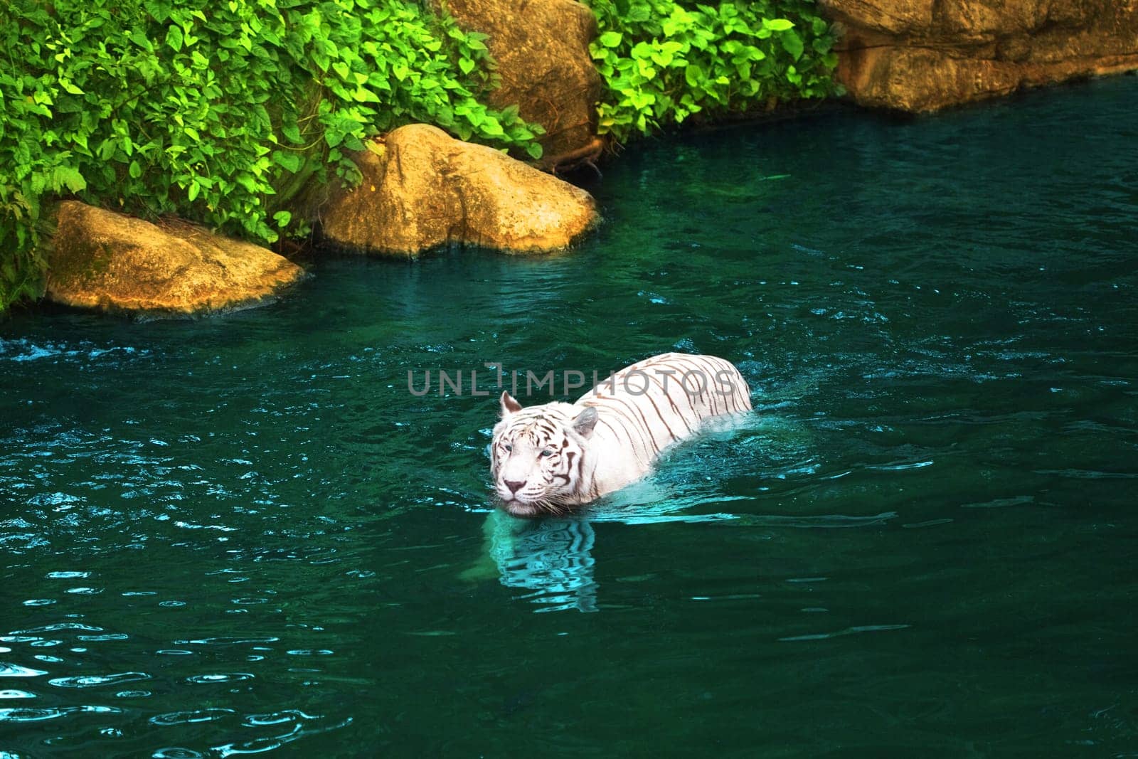 White tiger swimming in pool at day time