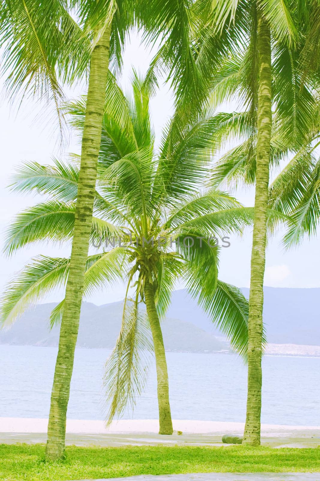 Palm tree on the tropical beach