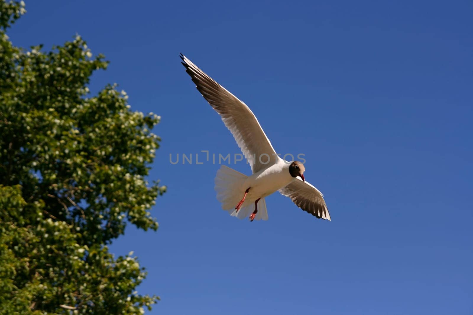 Seagull flying on the blue sky and green plants