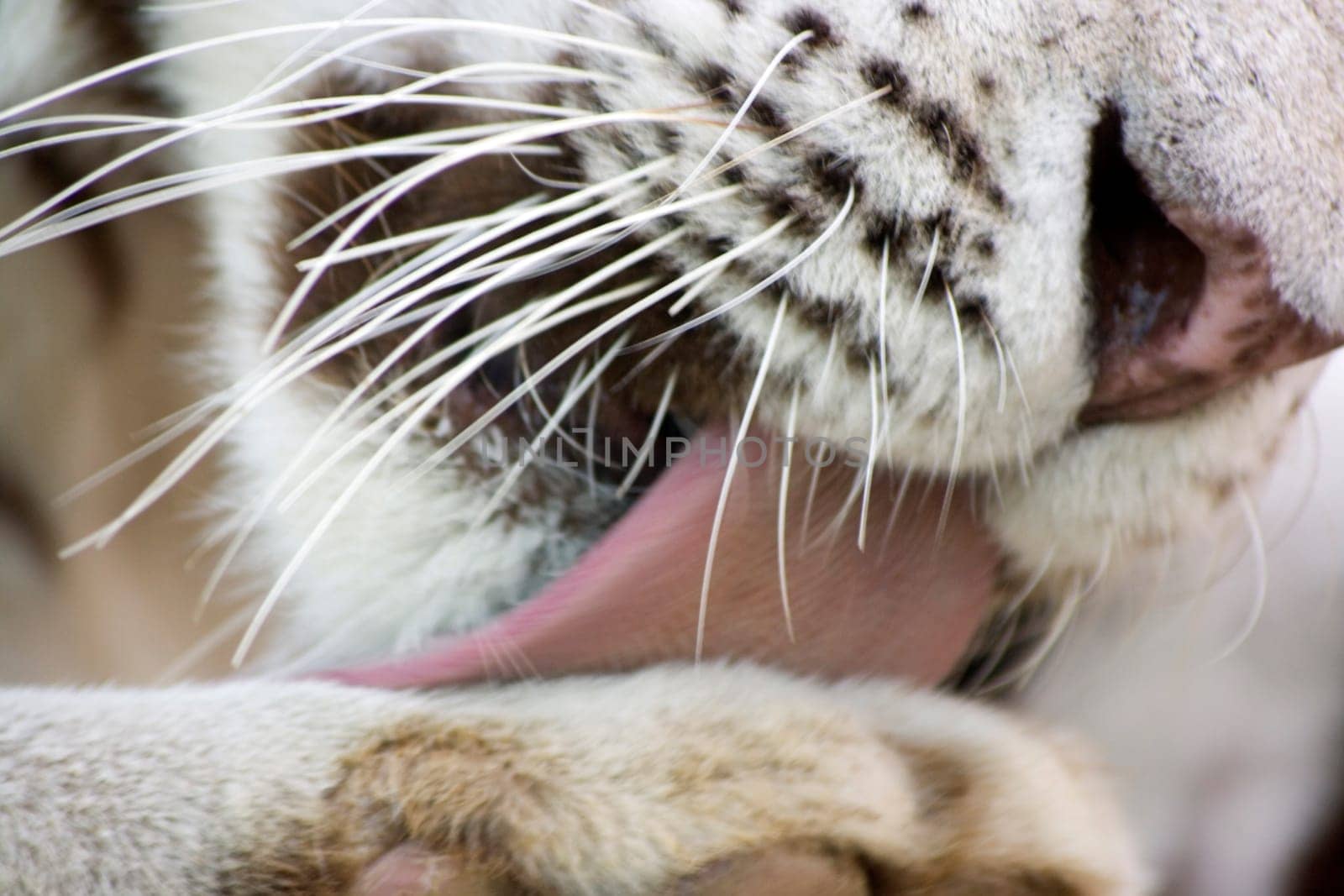 White tiger washing paw by tongue close-up