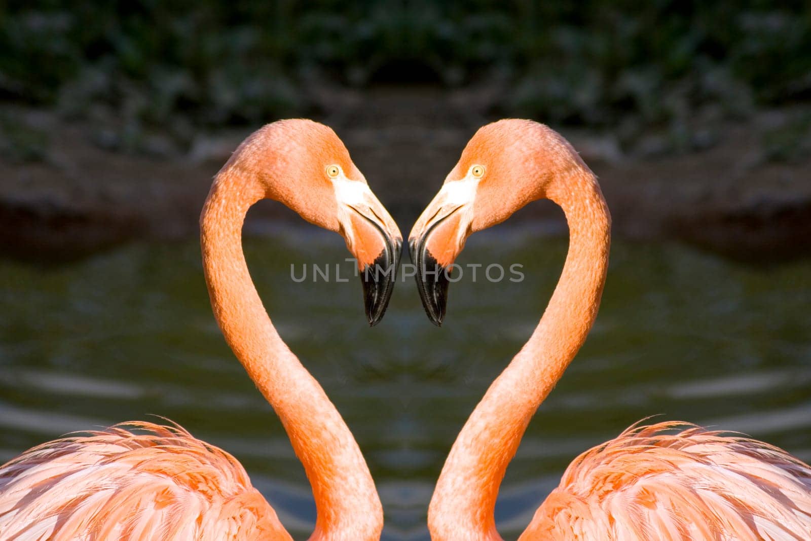 Two pink flamingos in love