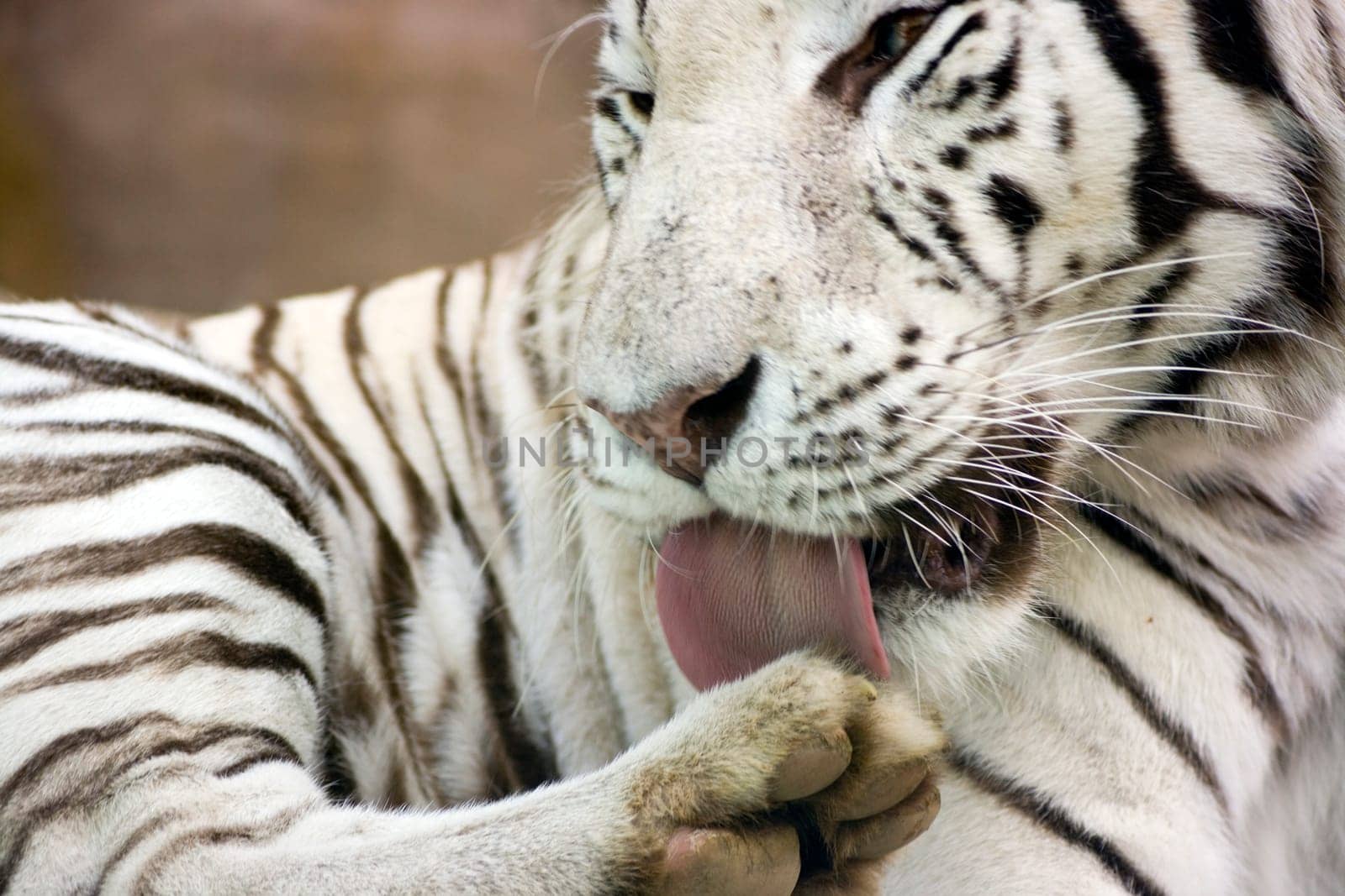 White tiger washing paw by tongue