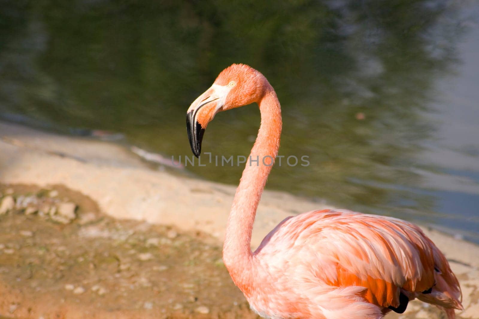 Pink flamingo