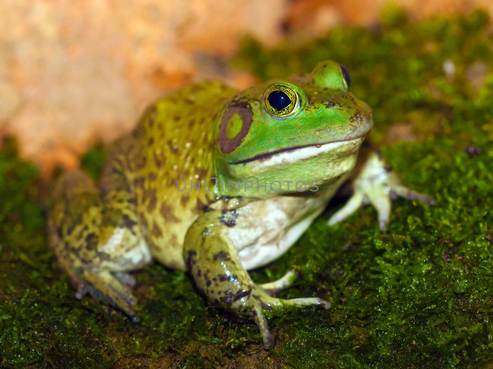 American bullfrog (Rana catesbeiana)