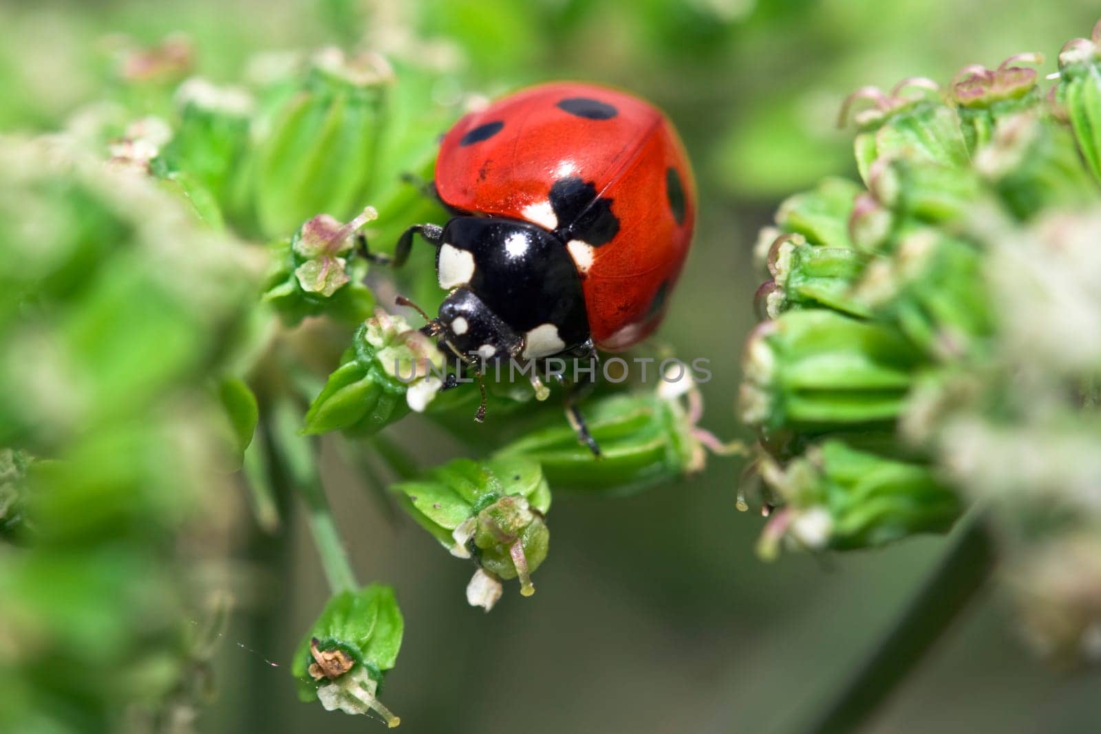 Ladybird on flower