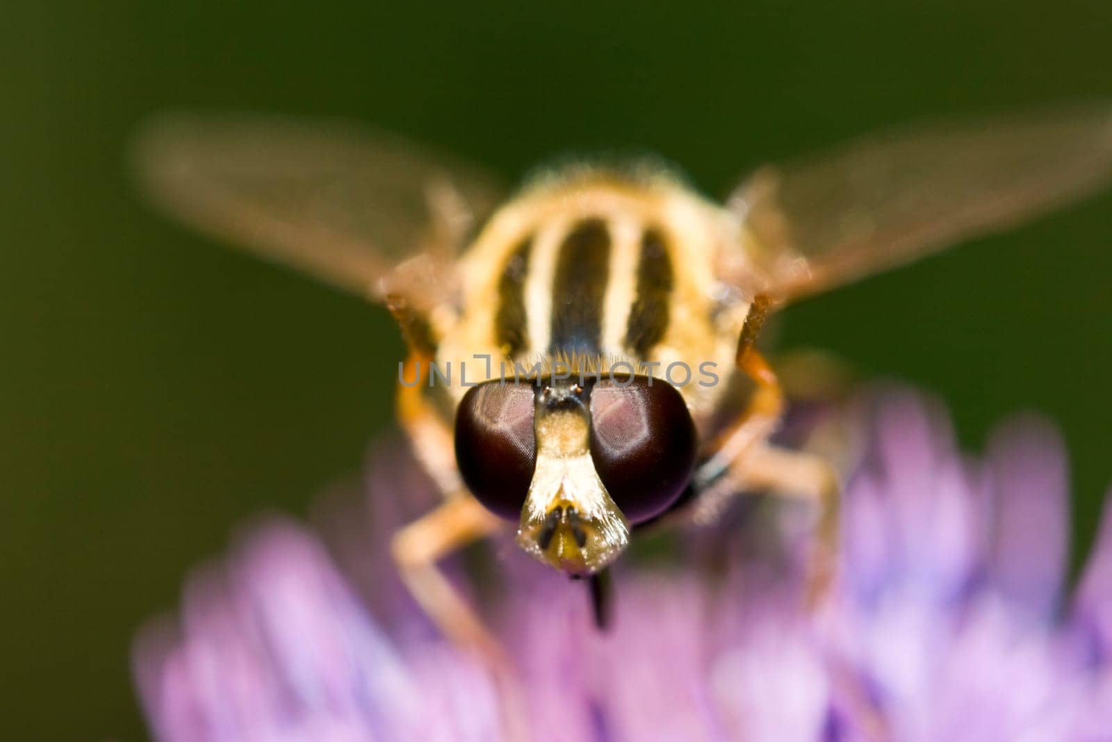 Bee collecting pollen close-up