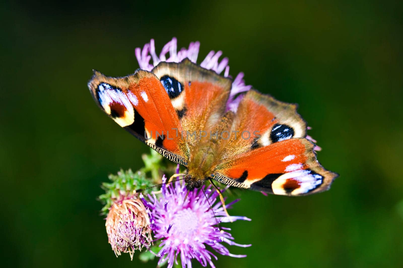 Colorful butterfly on flower