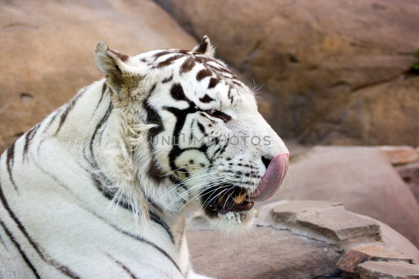 White tiger washing nose by tongue