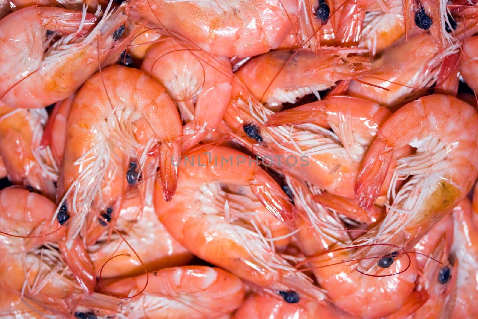 Shrimps background