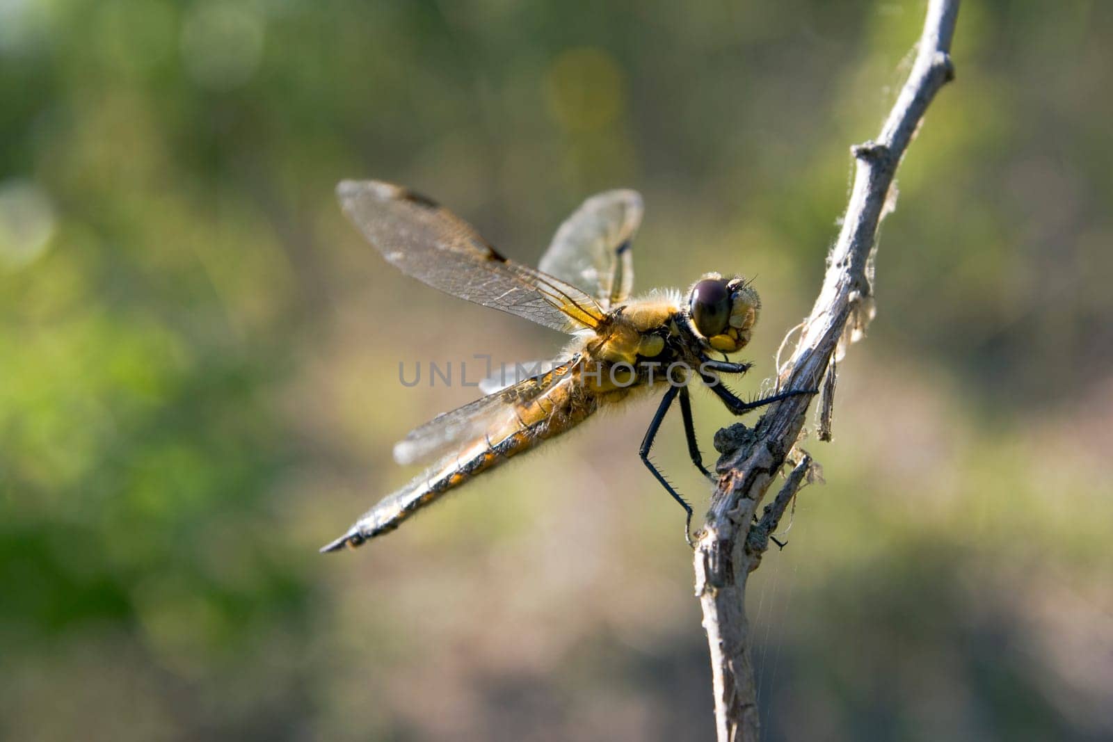 close-up dragonfly