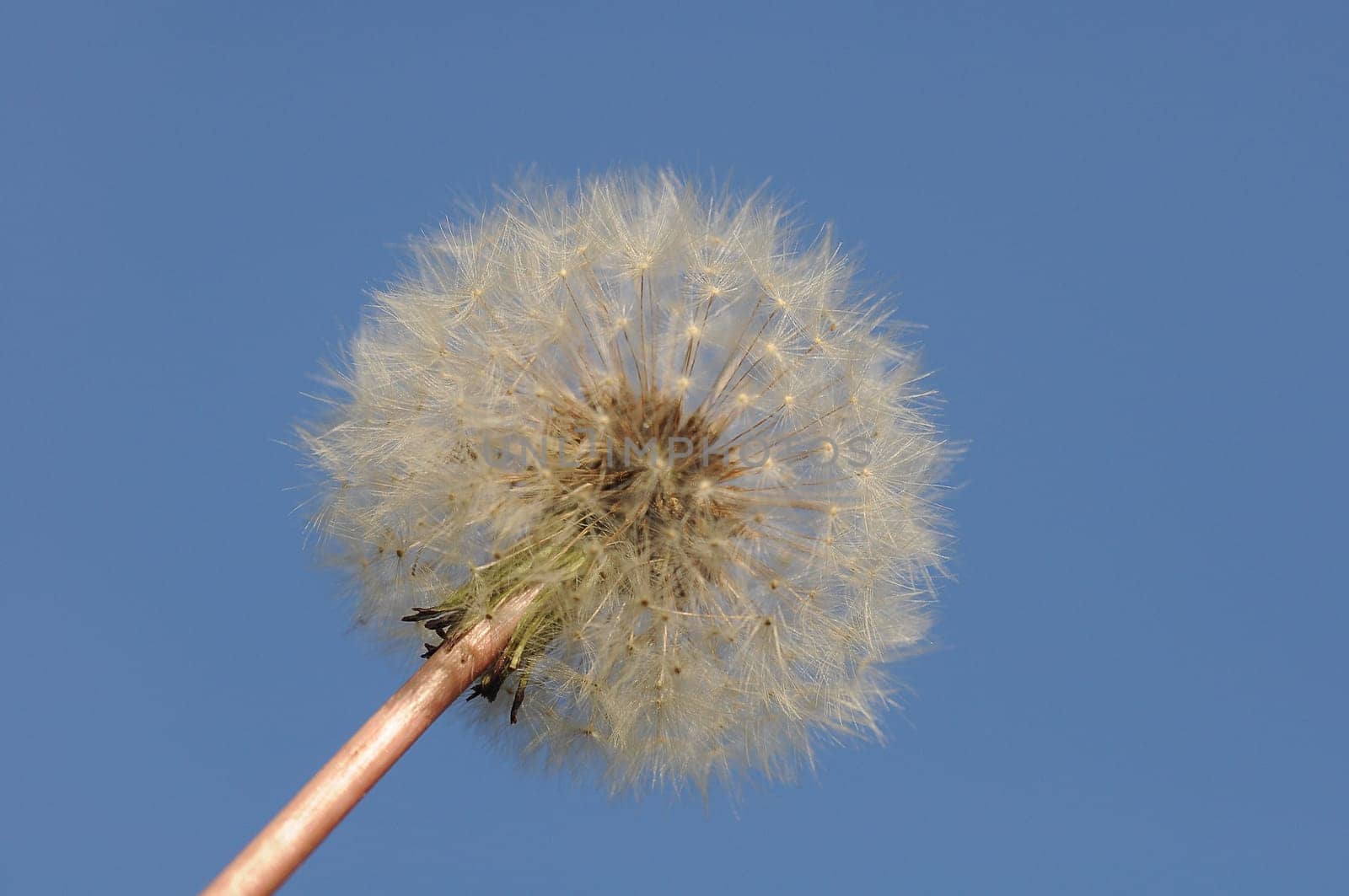 Dandelion