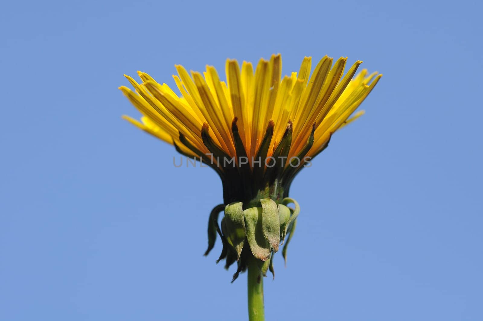 Dandelion bud