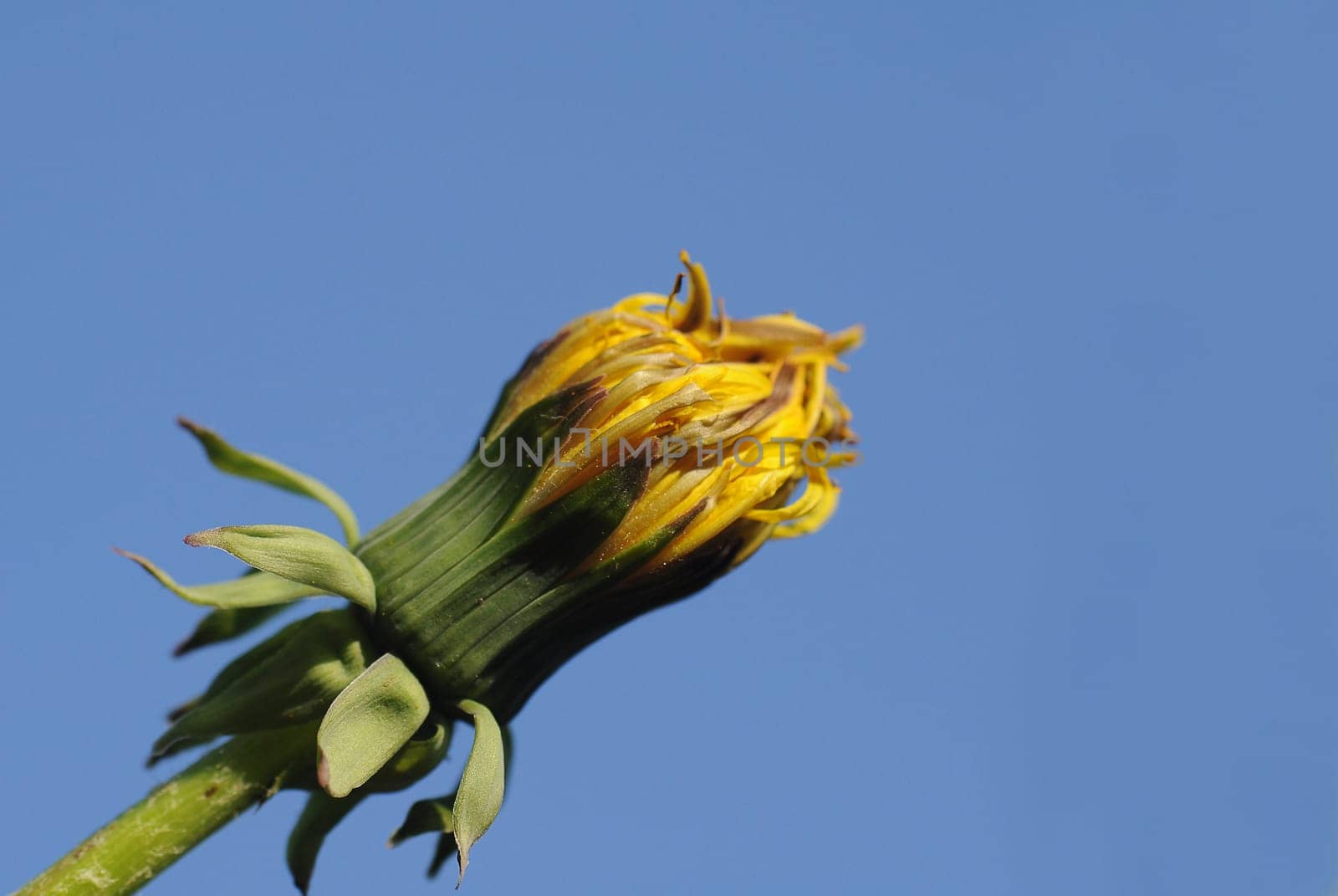 Dandelion bud