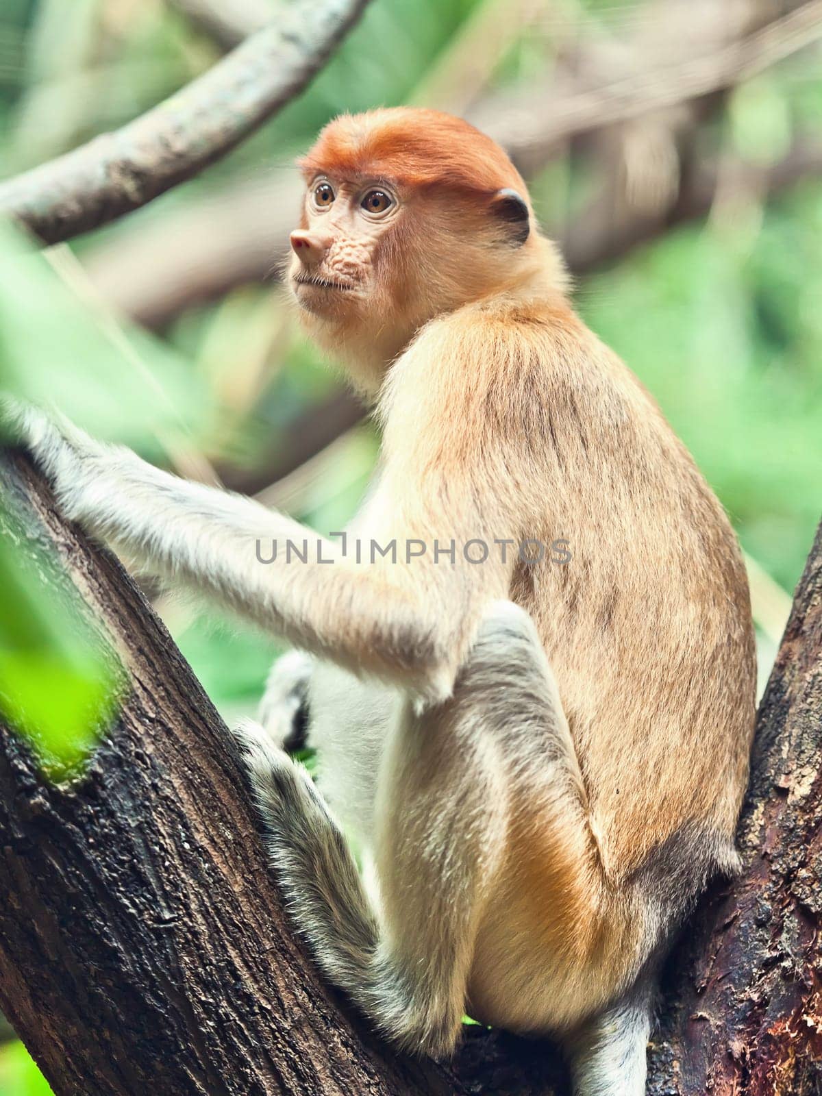 Proboscis monkey (Nasalis larvatus) or long-nosed monkey