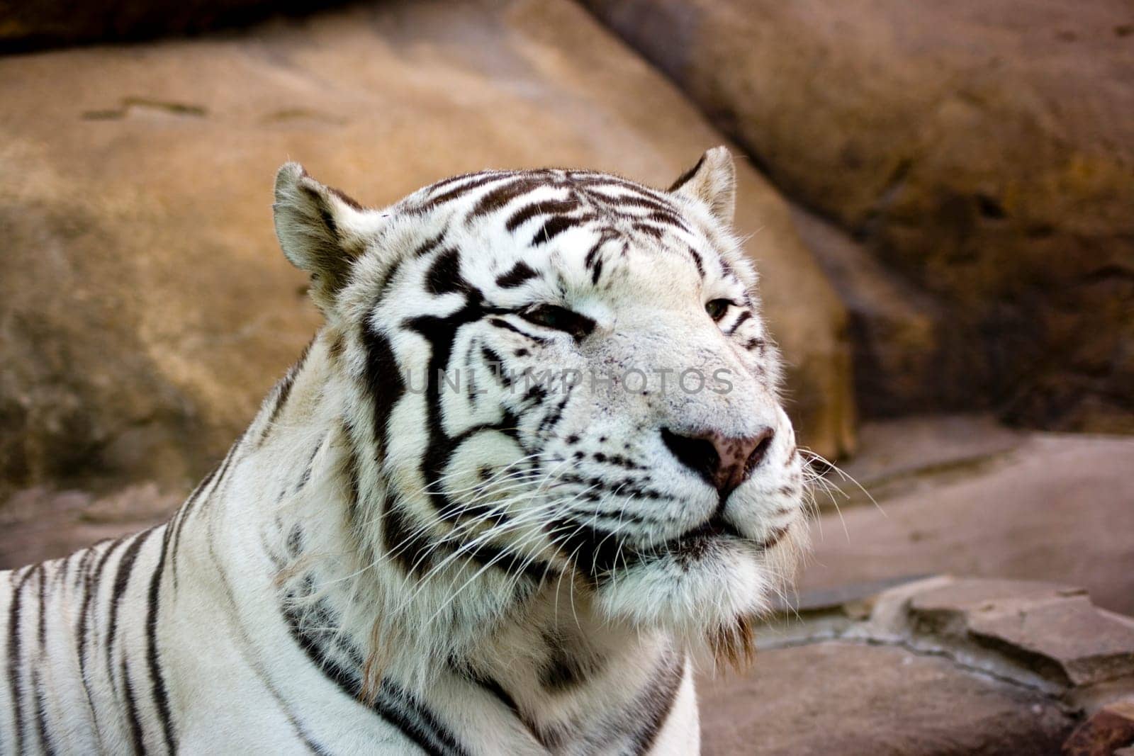 White tiger smiling