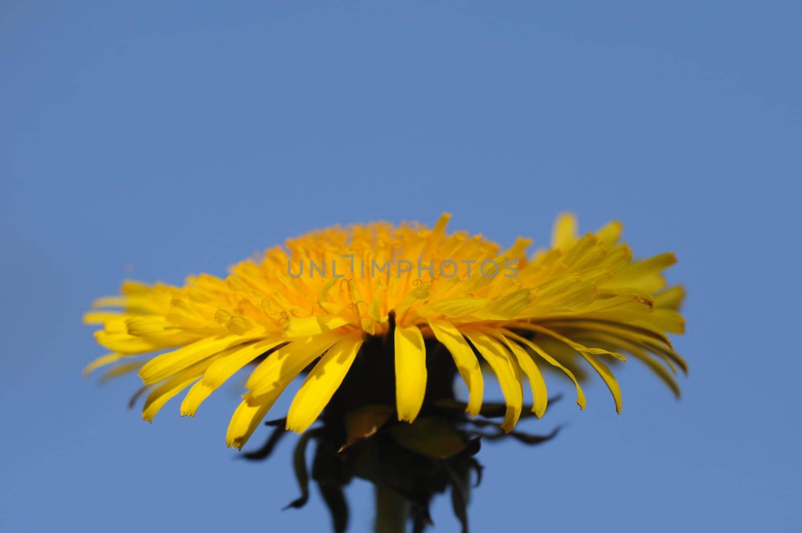 Dandelion Blossom