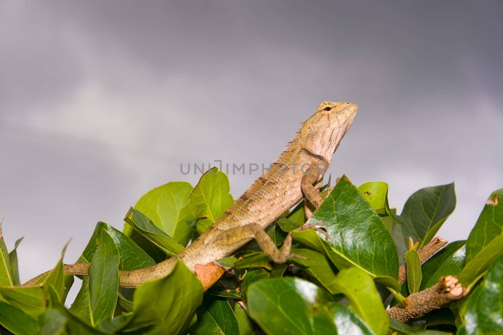 Gekon on the plants and clouds sky