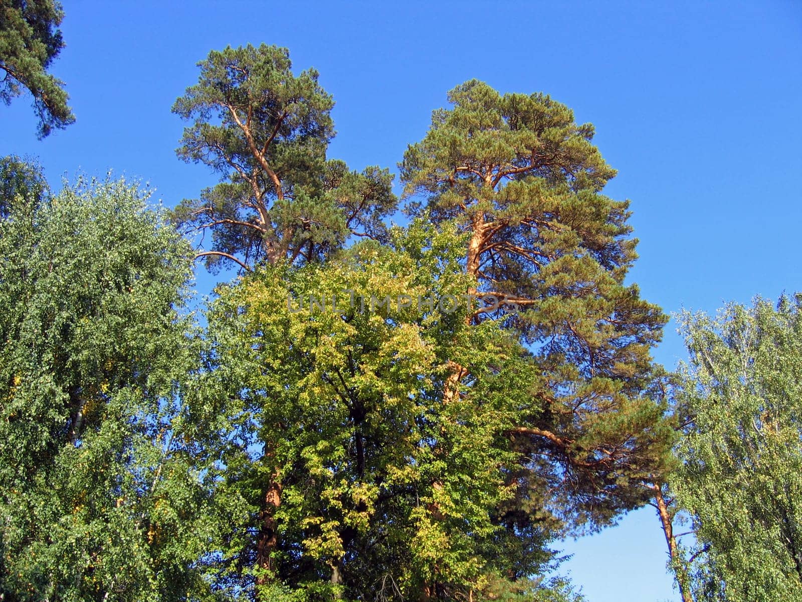 Crones of coniferous trees on a background of the blue sky