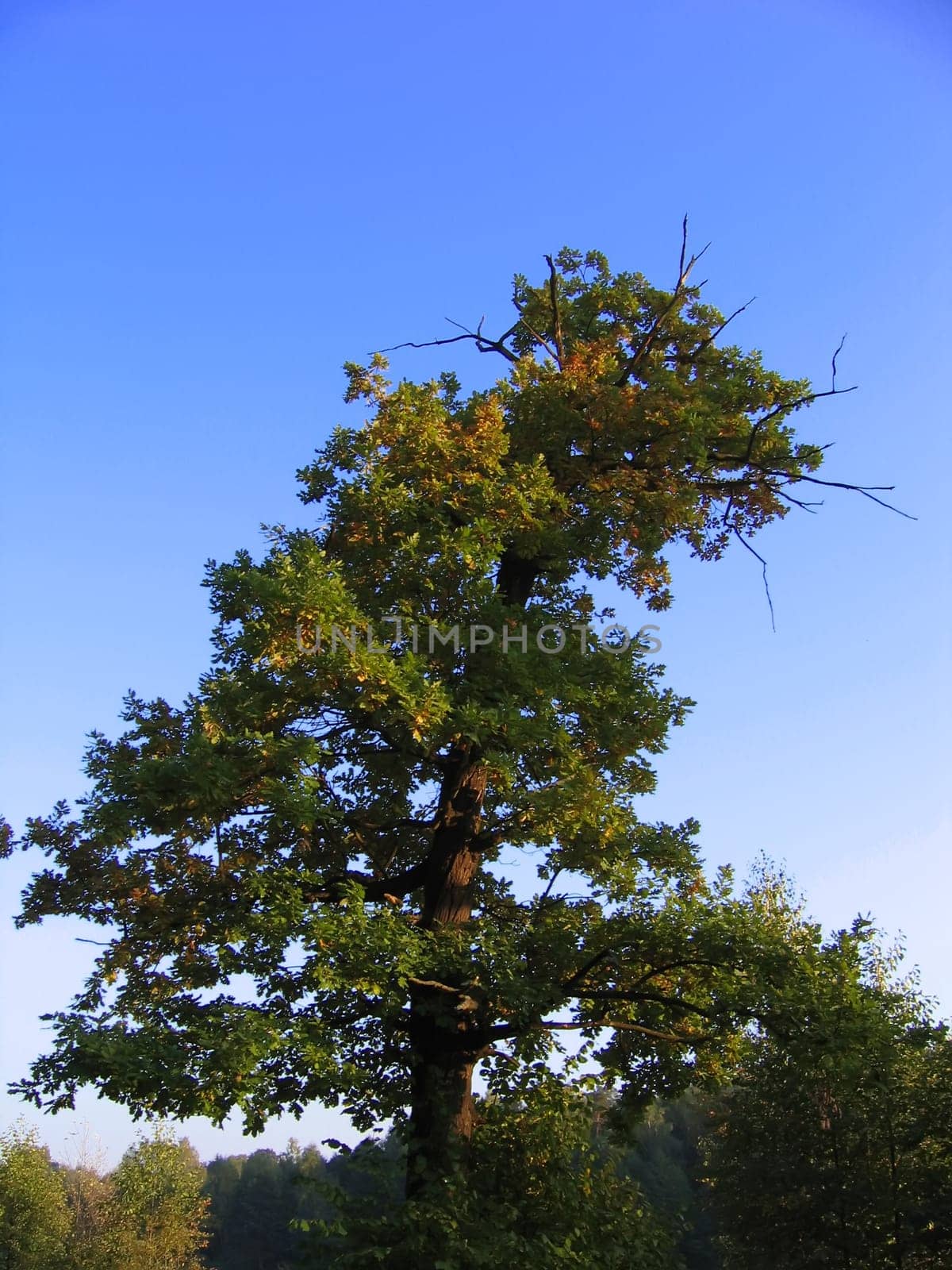 Lonely strong autumn oak tree