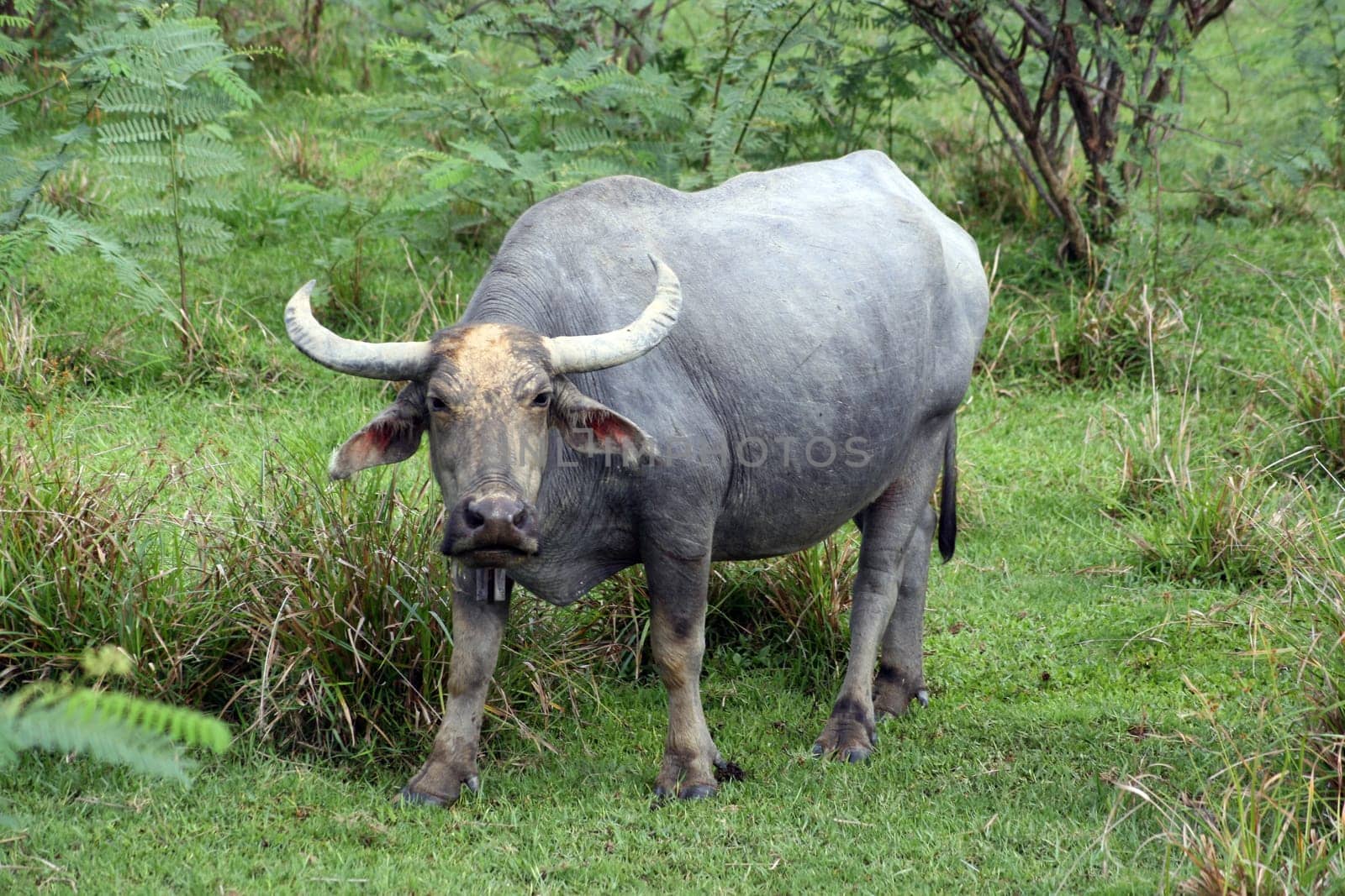 Tropical buffalo Is surprised and looking on me