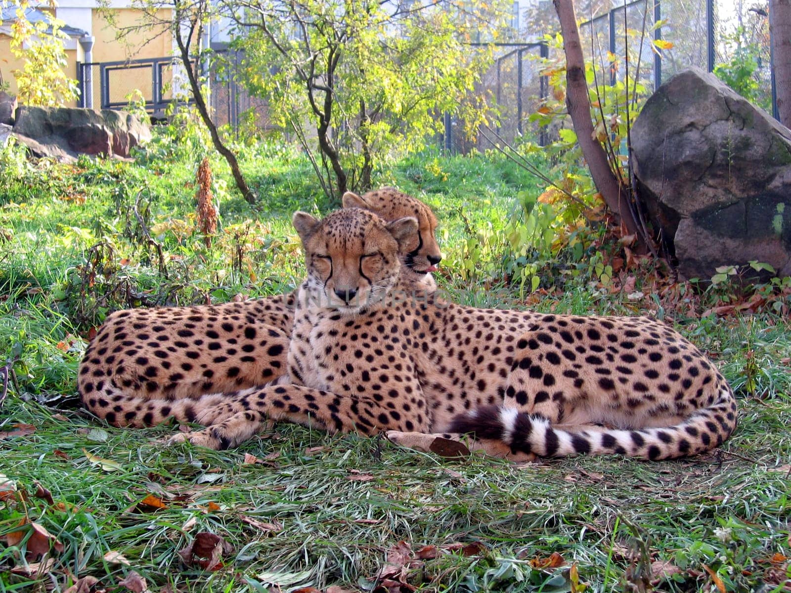 Two in love cheetahs have a rest