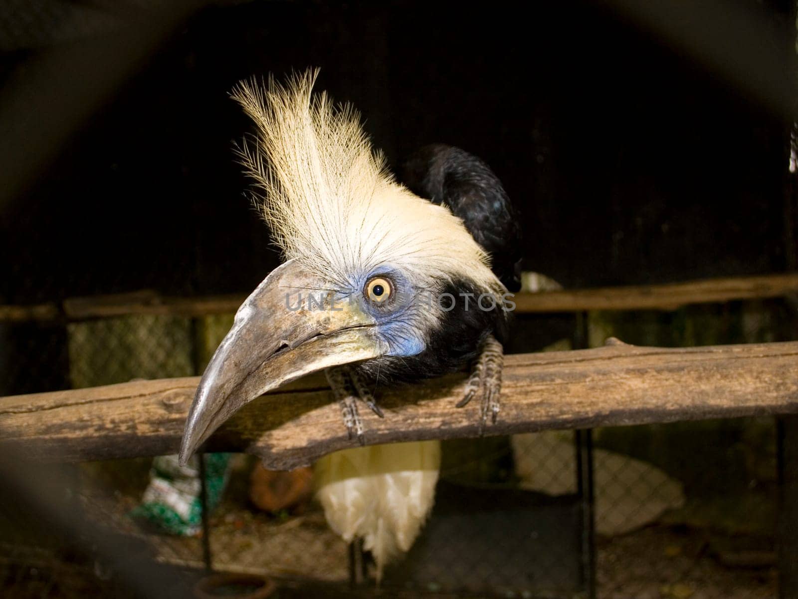 close-up beak and eyes of the bird