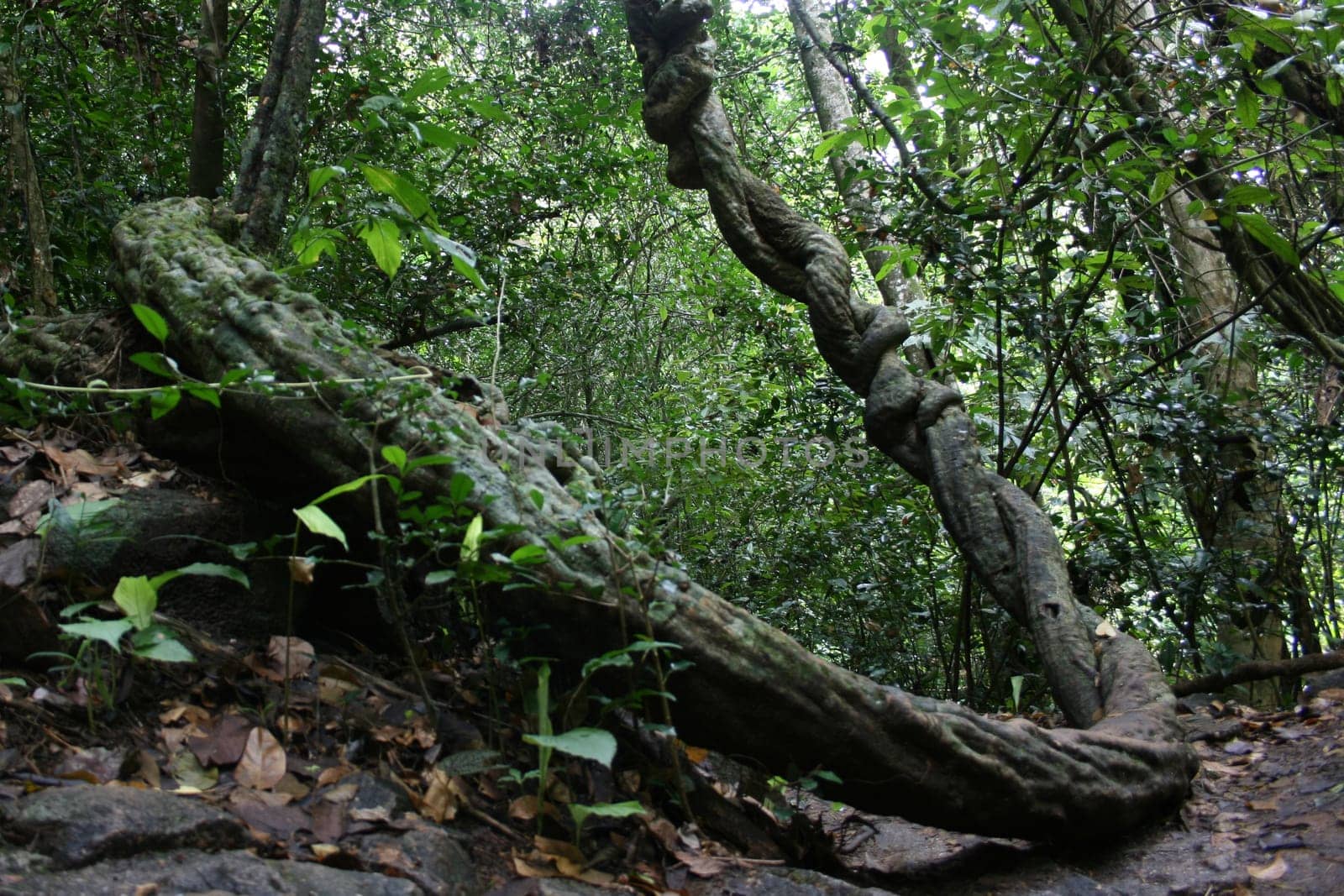 old liana tree in the tropical forest