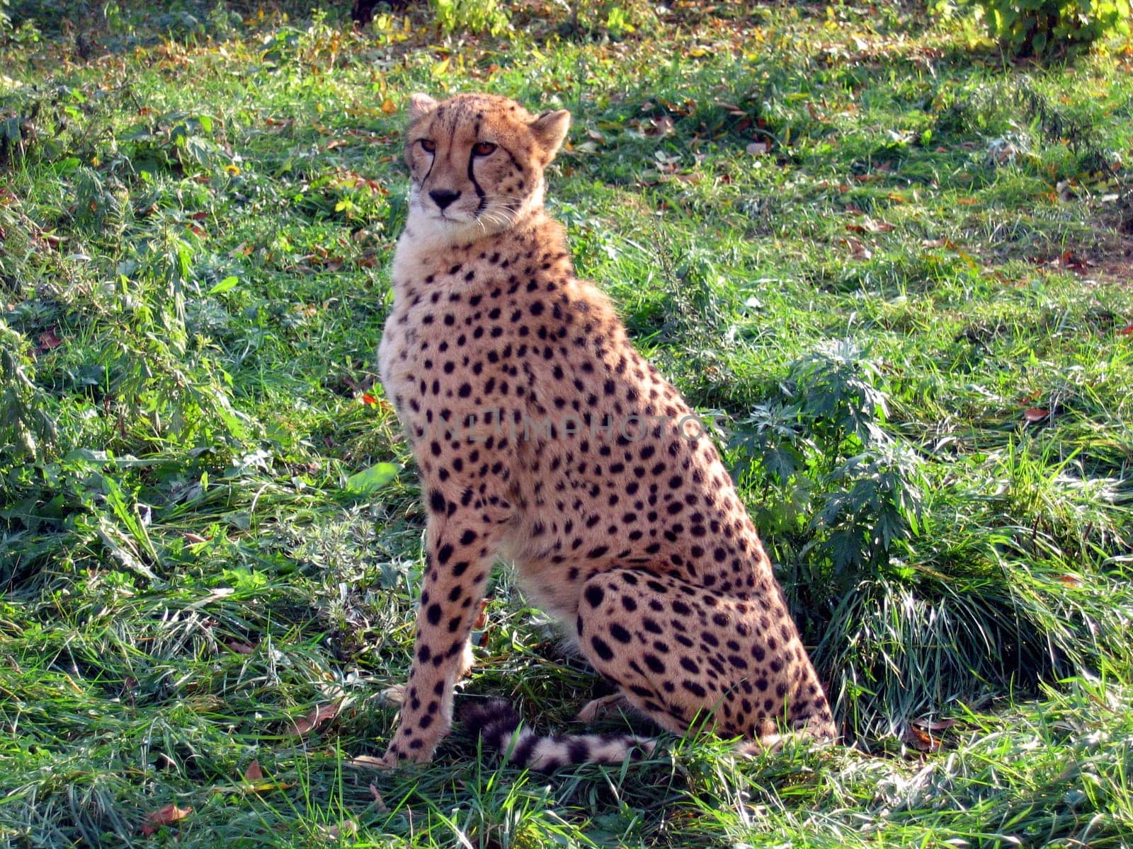 Cheetah looking out for the extraction