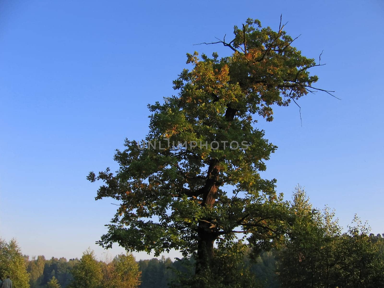 Autumn Oak tree with yellow foliage