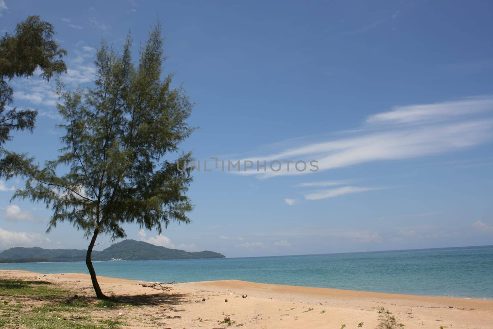 Pine tree on a sandy coast of ocean