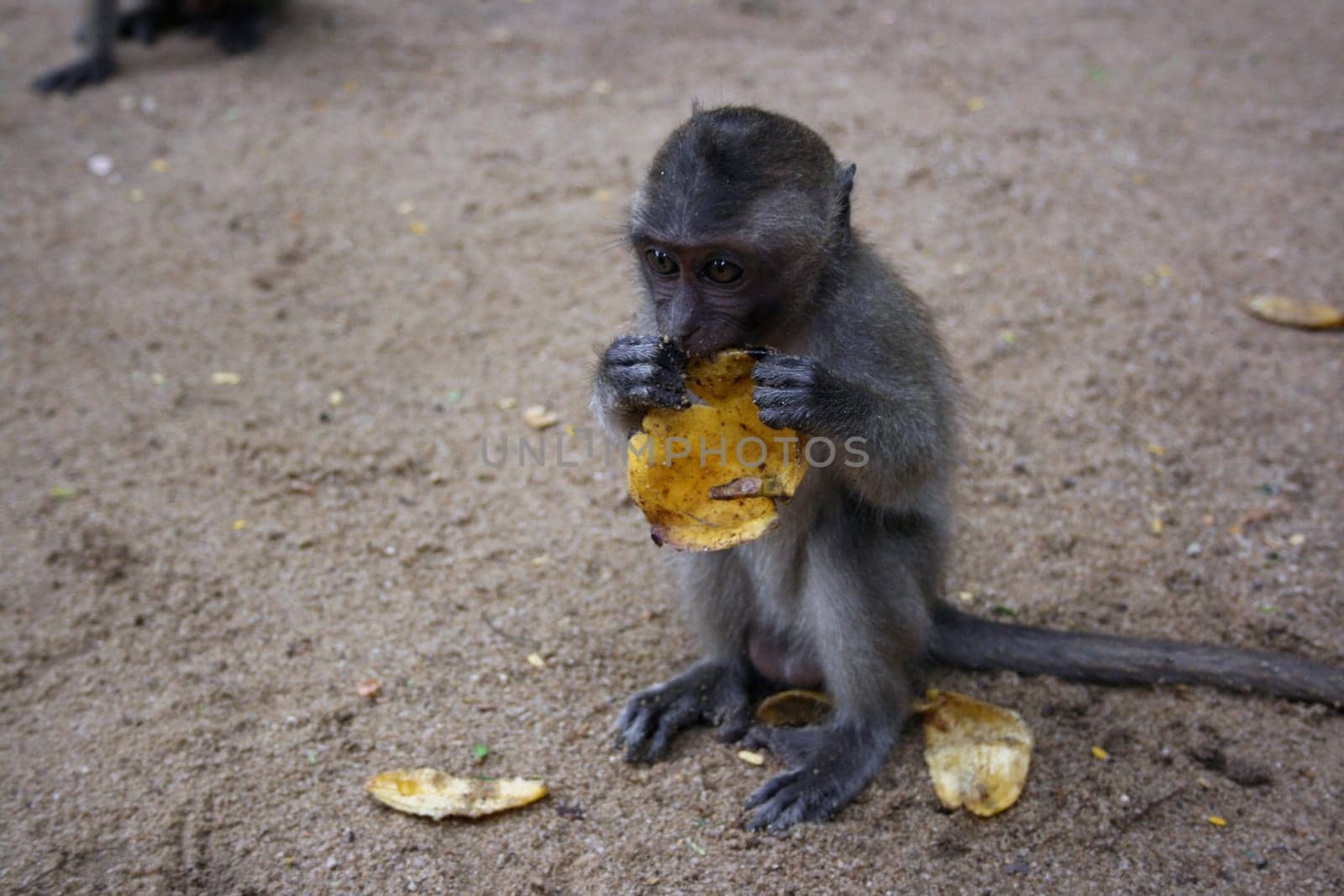 Young lovable monkey eating banana. it is a curiosity