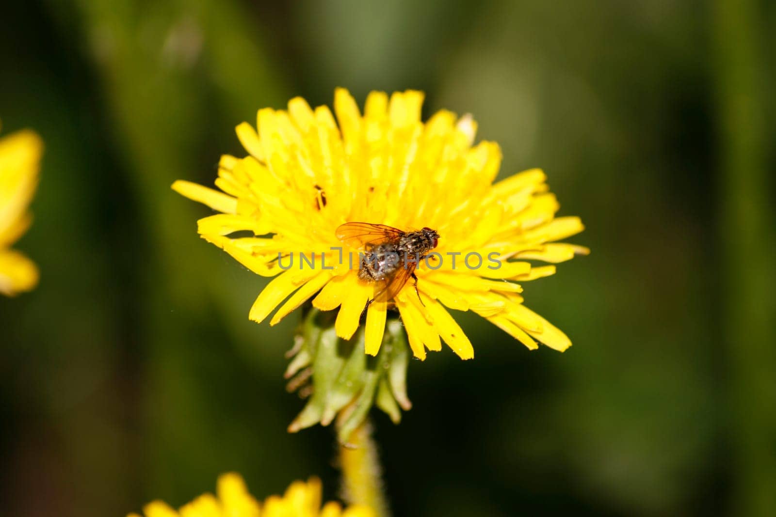 Fly sitting on the yellow dandelion