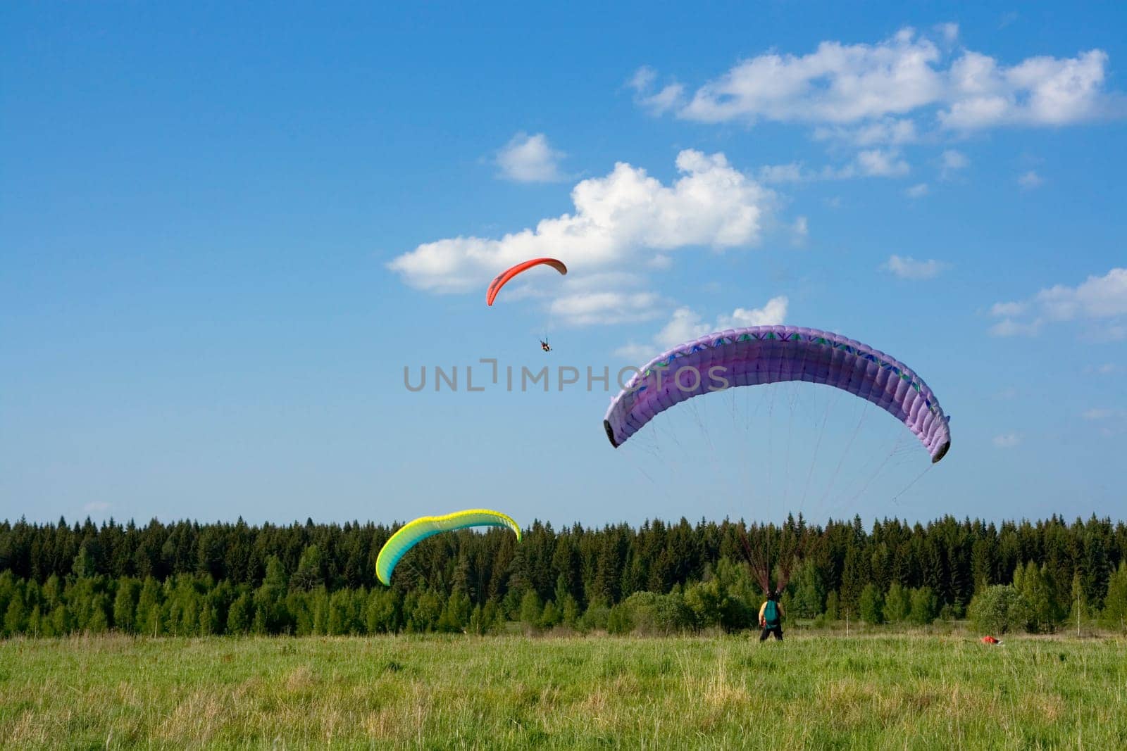 Tree paragliders with colour wings