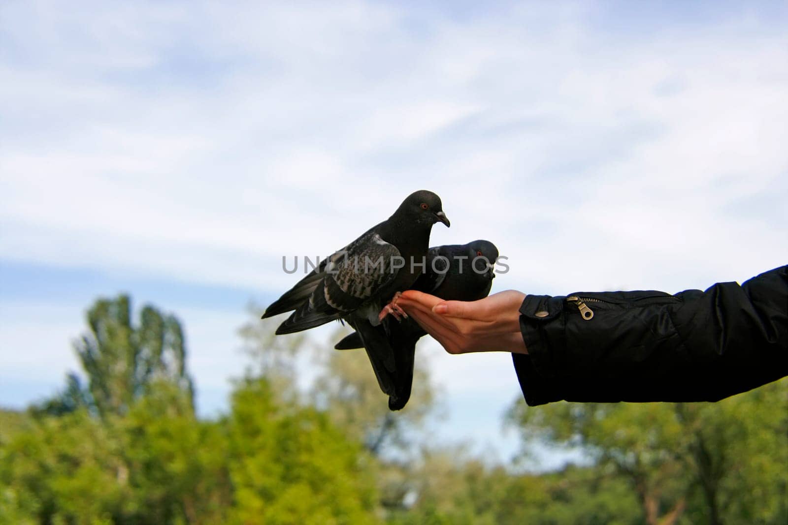 couple of rock pigeon on hands of young girl