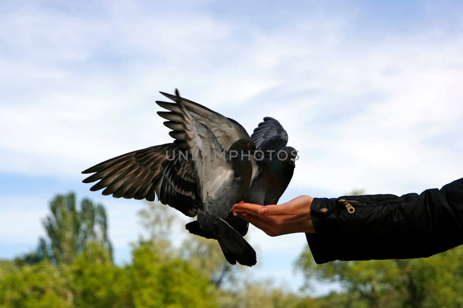 couple of rock pigeon on hands of young girl