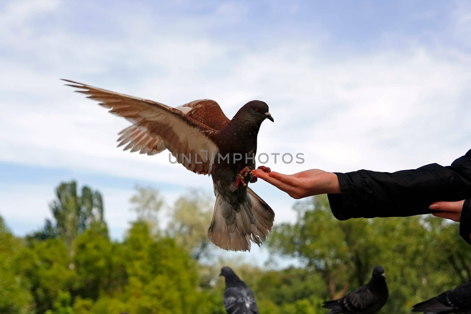 pigeon on the hand of young women