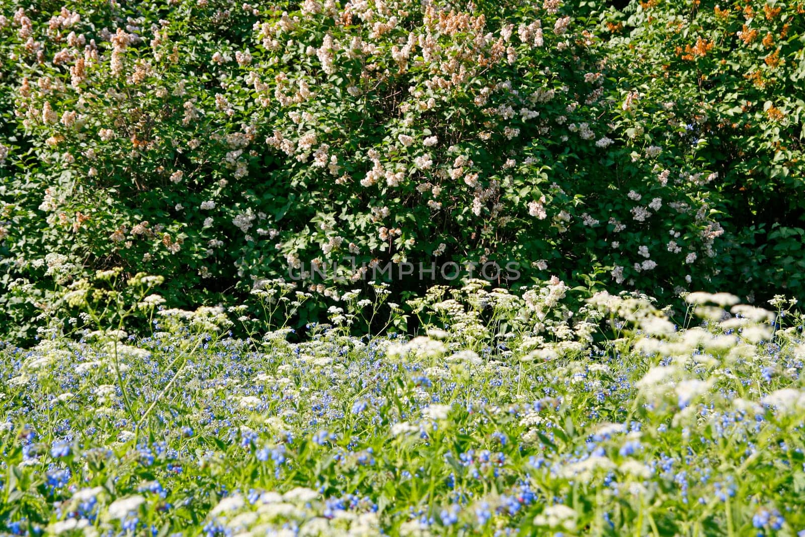 Texture of the summer flower meadow